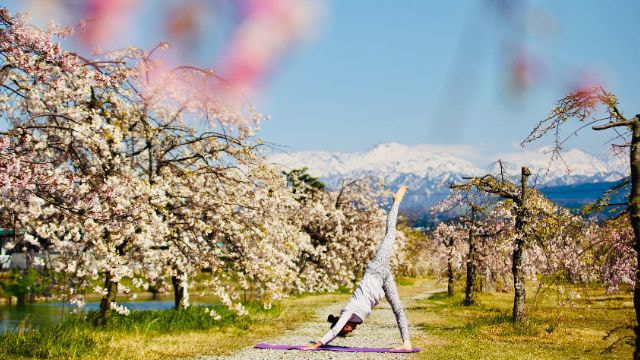 桜並木と立山とヨガ